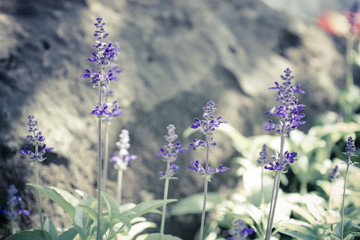 Blue Salvia (salvia farinacea) flowers blooming in the garden