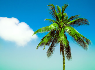 Fototapeta premium palm tree