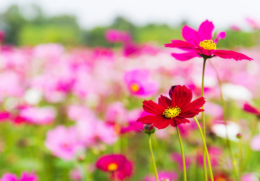 Pink Cosmos Flowers