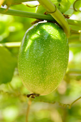 Close up of passion fruit hanging on tree