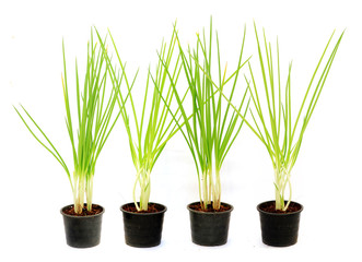 Spring onion in flowerpot