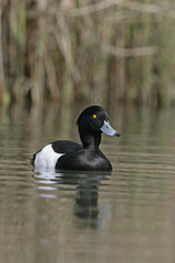 Tufted duck,  Aythya fuligula