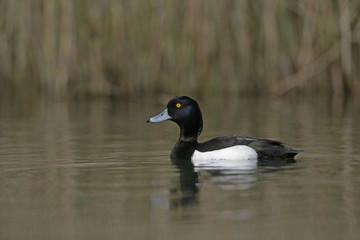 Tufted duck,  Aythya fuligula