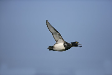 Tufted duck,  Aythya fuligula