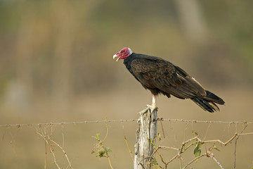 Turkey vulture,  Cathartes aura