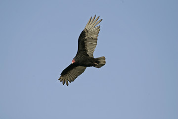 Turkey vulture,  Cathartes aura