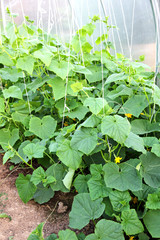 cucumber in the garden