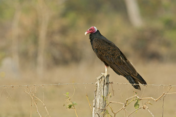 Turkey vulture,  Cathartes aura