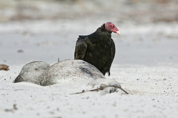 Turkey vulture,  Cathartes aura