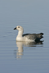 Upland goose, Chloephaga picta