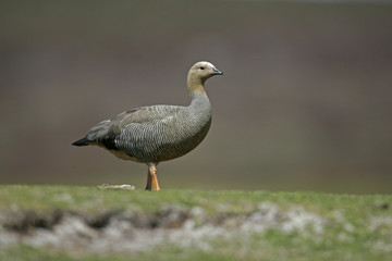 Upland goose, Chloephaga picta