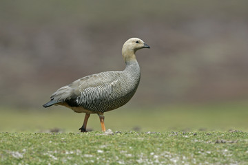 Upland goose, Chloephaga picta