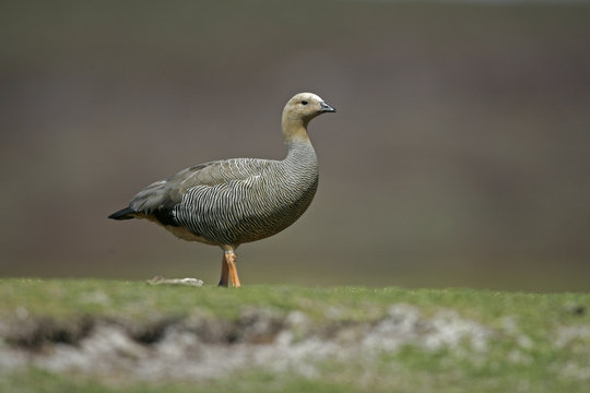 Upland goose, Chloephaga picta