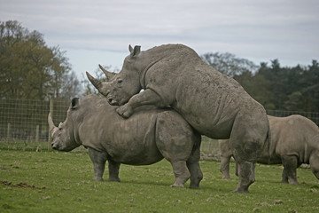 Obraz premium White rhino, Ceratotherium simum