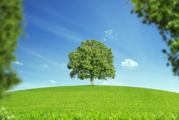 Fototapeta na wymiar Lonely tree at the empty green field