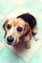 Sittin beagle looking to the camera