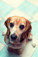 Sittin beagle looking to the camera
