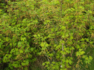 Fototapeta na wymiar Krzewów kwitnących czerwonych porzeczek (Ribes rubrum L.)