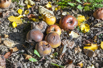 windfall apples