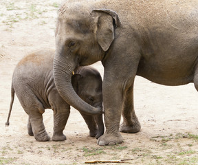 Fototapeta premium Elephants