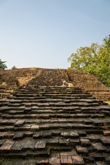 Fototapeta premium The dog sit on the stone stair4