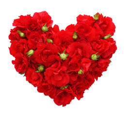 Roses flowers heart shape isolated.