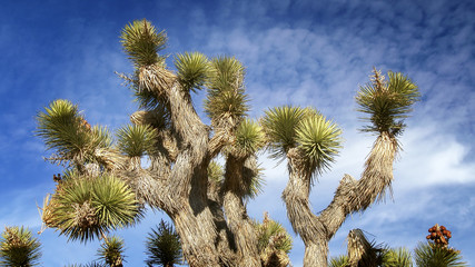 Joshua Tree in Mojave Desert
