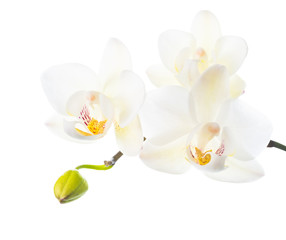 blooming white orchid is   isolated on white  background