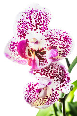 blooming motley orchid,  isolated on white  background