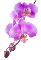 Fototapeta na wymiar Kwitnienie liliowy orchidea jest izolowana na białym tle