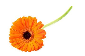 Gerbera