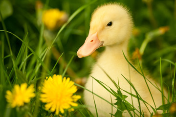 Small duckling
