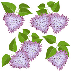 Hearts of lilac flowers and leaves on white