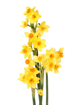 Miniature daffodils