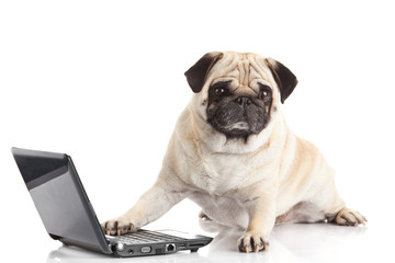 Pug Dog with laptop.
