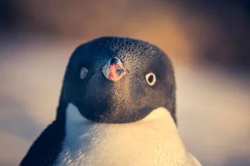 Fotobehang black and white penguin © Goinyk