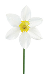 White daffodil narcissus L. blooming flower, yellow amaryllis