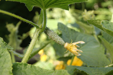 cornichon