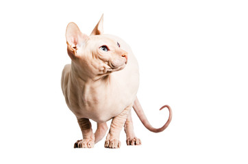 Don Sphinx (DONSPHINX) cat. Isolated on white background.
