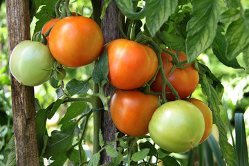 Tomates