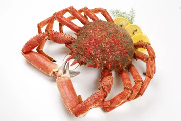 Gordijnen Spider Crab © hiphoto39