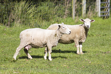 New Zealand lamb