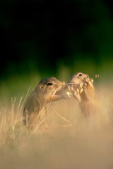 European ground squirrel with ears of avena