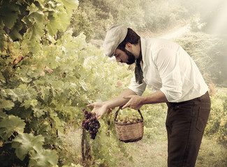 Farmer in the vineyard