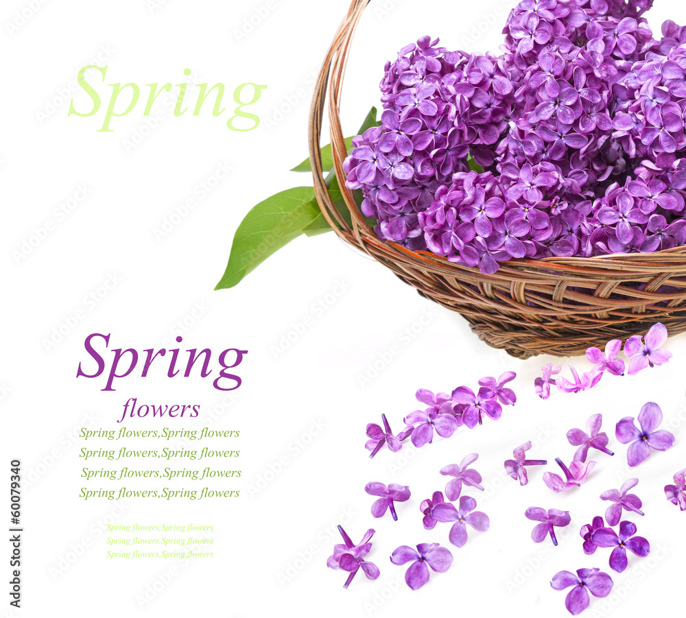 Wall mural pink lilac in a basket isolated on a white background