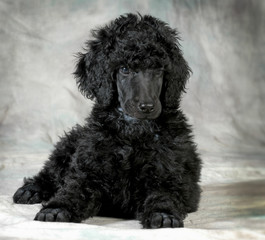 poodle puppy