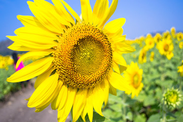 Fototapeta premium Sunflowers