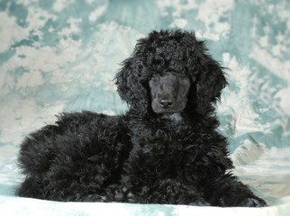 poodle puppy