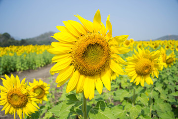 Fototapeta premium Sunflowers