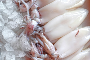 Fresh squid in the market